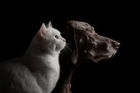Pet Sitting